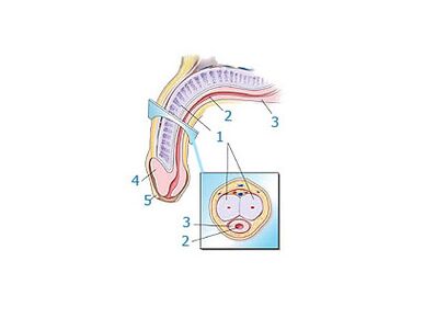 Структура пениса